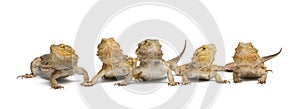 Central Bearded Dragons, Pogona vitticeps