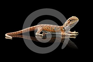 The central bearded red dragon lizard isolated on black background