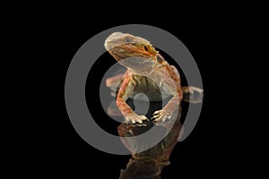 The central bearded red dragon lizard isolated on black background