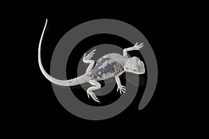 The central bearded white dragon lizard isolated on black background
