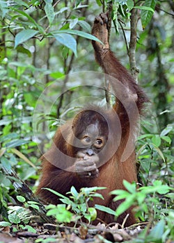 Central Bornean orangutan Pongo pygmaeus wurmbii