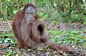 Central Bornean orangutan Pongo pygmaeus wurmbii photo