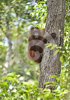 Central Bornean orangutan Pongo pygmaeus wurmbii on the tree in natural habitat. Wild nature in Tropical Rainforest of Borneo.