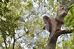 Central Bornean orangutan Pongo pygmaeus wurmbii on the tree in natural habitat. Wild nature in Tropical Rainforest of Borneo.