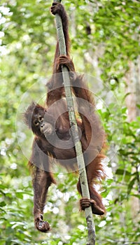 Central Bornean orangutan Pongo pygmaeus wurmbii on the tree in natural habitat. Wild nature in Tropical Rainforest of Borneo.