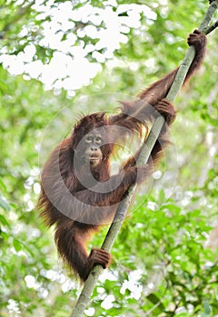 Central Bornean orangutan Pongo pygmaeus wurmbii on the tree in natural habitat. Wild nature in Tropical Rainforest of Borneo.