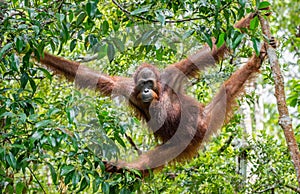 Central Bornean orangutan ( Pongo pygmaeus wurmbii ) in natural habitat.