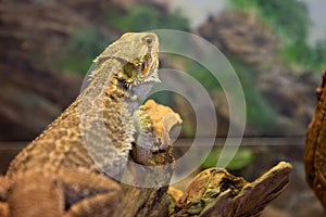 Central Breaded Dragon Reptile Lizard Resting on Tree Branch