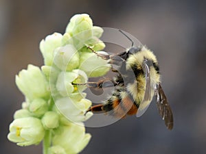 Central Bumblebee - Bombus centralis