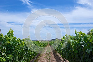 Central California Grape Vineyard