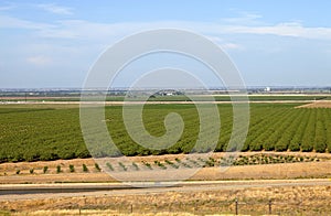 Central California orchards.