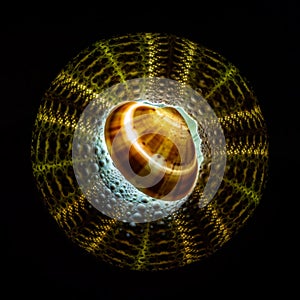 Central composition of backlighted sea urchin shell. Isolated on black