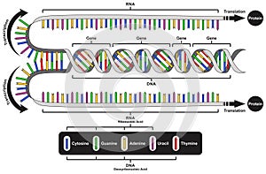 Central dogma of gene expression infographic diagram process transcription translation DNA RNA protein