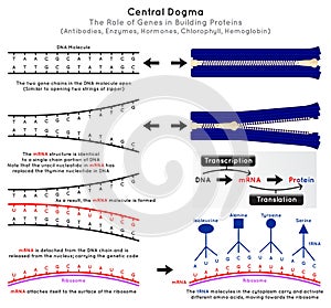 Central Dogma Molecular Biology Infographic Diagram