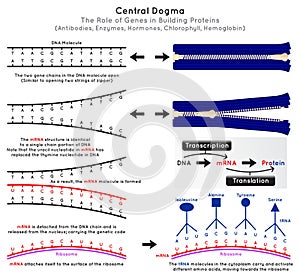 Central Dogma Molecular Biology Infographic Diagram photo
