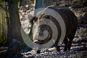 Central Europe Wild Boar in the Forest Sus Scrofa