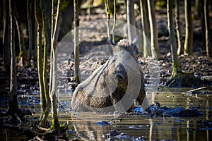 Central Europe Wild Boar in the Mud Sus Scrofa