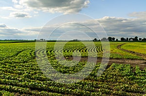 Central Illinois farmland.