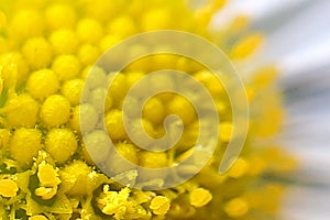 central, inner part of the daisy. Daisy flower macro