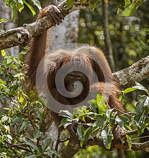 Central Kalamantan, Indonesia; May 20, 2022 - Orangutan explores his island