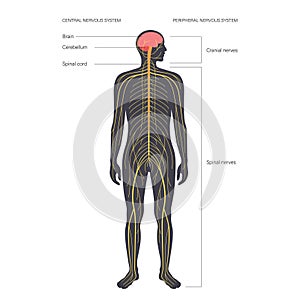 Central nervous system