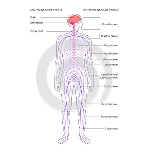 Central nervous system