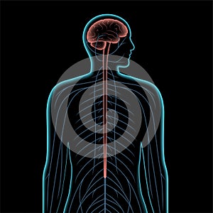 Central nervous system