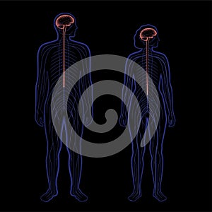 Central nervous system