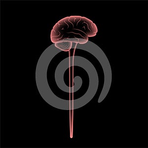 Central nervous system