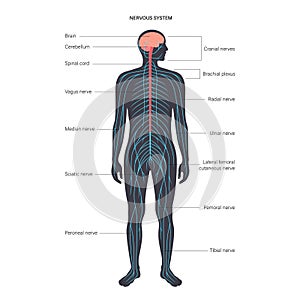 Central nervous system