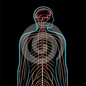 Central nervous system