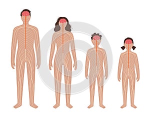 Central nervous system