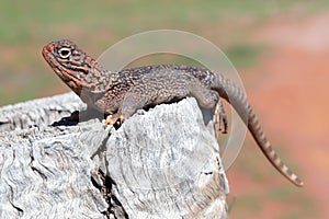 Central Netted Dragon