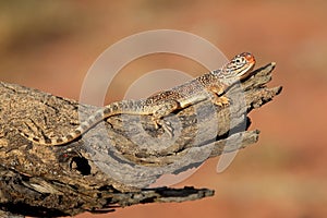 Central Netted Dragon