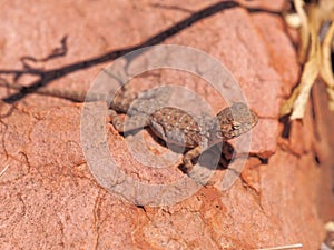 Central Netted Dragon, Ctenophorus nuchalis at Trephina Gorge, east MacDonnell ranges