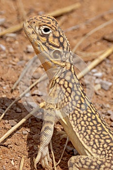 Central Netted Dragon in Northern Territory Australia