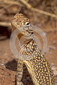 Central Netted Dragon in Northern Territory Australia