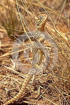 Central Netted Dragon in Northern Territory Australia