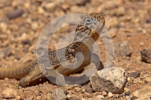 Central Netted Dragon in South Australia