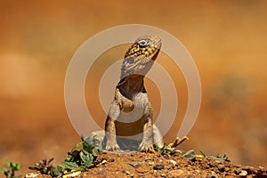 Central Netted Dragon in South Australia