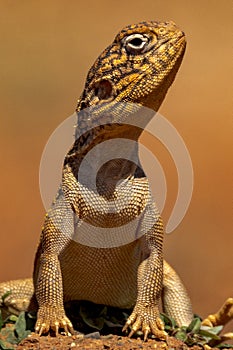 Central Netted Dragon in South Australia