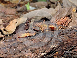 Central newts peering over a log photo