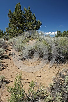 Central Oregon High Desert