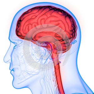 Central Organ of the Human Nervous System Brain Anatomy