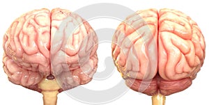 Central Organ of the Human Nervous System Brain Anatomy