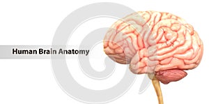 Central Organ of the Human Nervous System Brain Anatomy