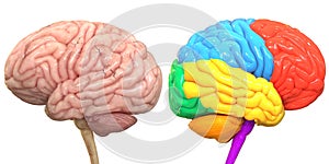 Central Organ of Human Nervous System Brain Lobes Anatomy