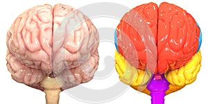 Central Organ of Human Nervous System Brain Lobes Anatomy Anterior View