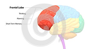 Central Organ of Human Nervous System Brain Lobes Frontal Lobe Anatomy