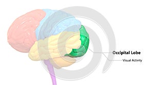 Central Organ of Human Nervous System Brain Lobes Occipital Lobe Anatomy